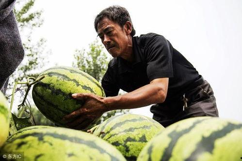 甘肃老汉吃瓜视频大全,视频大全展现乡村生活趣味