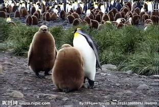 吃瓜企鹅视频大全最新,萌宠欢乐时光大盘点