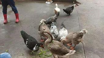 方瓜叶子能喂鹅吃吗视频,鹅的天然美食探索