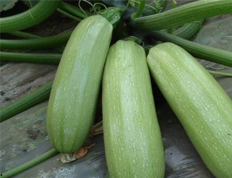 吃烧瓜的好处和坏处视频,全面解析健康饮食之谜