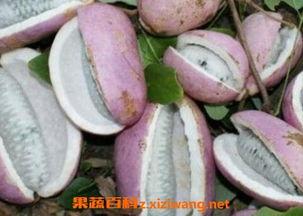 吃八月瓜吐籽图片搞笑视频,搞笑视频里的“吐籽”奇观