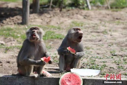 森林北吃瓜视频