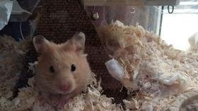 金丝熊吃白兰瓜会死吗视频,金丝熊误食白兰瓜致命真相揭秘