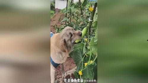 吃瓜小狗事故视频,一场意外的教训