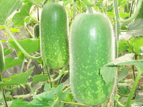 假装吃瓜视频大全,假装吃瓜视频大全，笑料百出，带你领略网络幽默风潮