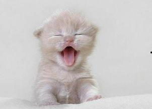 猫咪吃瓜视频完整版下载,萌宠版瓜界风云录