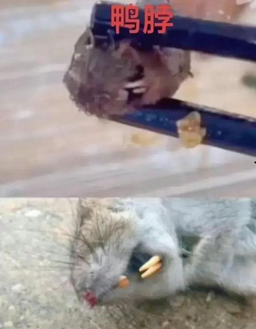 老鼠吃瓜怎么处理视频教学