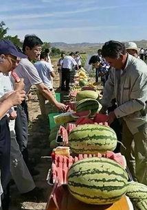 苏州疫情吃瓜视频,揭秘病毒下的网络热议与生活百态