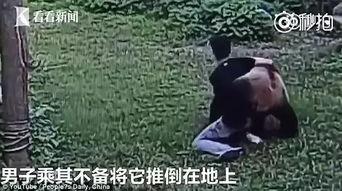 八卦大熊猫吃瓜视频,揭秘熊猫界的“吃瓜”风云