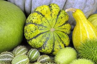 白瓜能不能冻着吃呢视频,探索冷冻白瓜的口感与营养