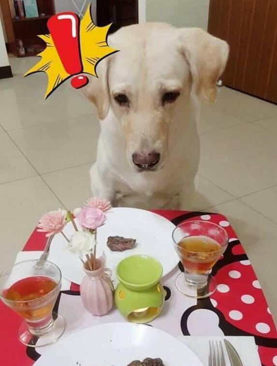 瓠子瓜狗子可以吃吗视频,瓠子瓜狗子食用安全性探讨