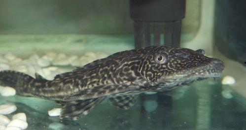 大瓜吃清道夫会死吗视频,揭秘生死之谜