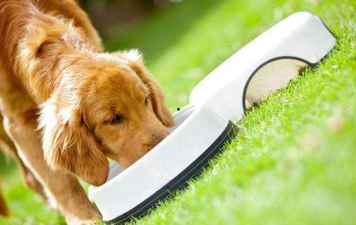 狗吃梨瓜榨汁好吗视频,梨瓜榨汁新尝试